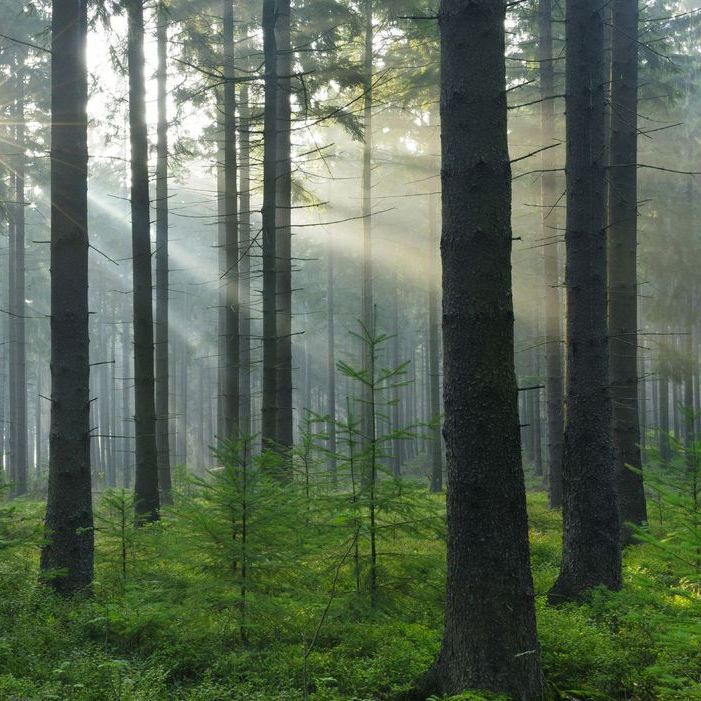 Erneuern Sie Ihre Heizung nachhaltig und klimafreundlich